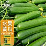 IDEAL理想农业 水果黄瓜种子夏秋季种高产绿心黄瓜籽强雌水果黄瓜种子