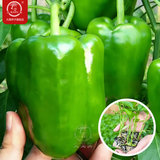 大禹菜苗秧蔬菜苗子大全活苗带土种子苗秋季西红柿盆栽圣女果秧苗阳台 绿甜椒苗苗辣椒秧苗6棵
