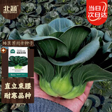 北蔬苏州青黑叶矮脚种子苗秋冬耐寒糯米青菜油菜籽 矮箕苏州青种子40g