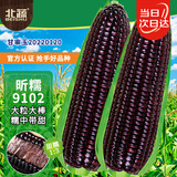 北蔬 黑甜糯玉米种子苗紫大棒大田家庭种 昕糯9102玉米种子40g约140粒