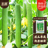 北蔬 丝瓜籽种子苗长丝瓜早熟蔬菜老品种四季菜籽 潍瓜28香丝瓜种子5g