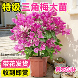 爱优尚三角梅盆栽带花苞树阳台室内植物阳台庭院四季开花红樱源头直发