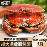 超大面包蟹母帝王蟹鲜活熟冻大螃蟹海蟹新鲜海鲜水产黄金蟹珍宝蟹 800-1000g*1只【超大满黄】