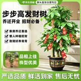 京东绿植发财树步步高盆栽客厅室内大型绿色植物办公室乔迁开业源头直发