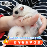 暮秋小主蜜袋鼯活物幼崽小飞鼠会滑翔蜜袋鼠宝宝蜜袋鼬活体宠物鼠活宠 稀有马赛克幼蜜【母】