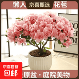 杜鹃花四季开花杜鹃盆栽杜鹃花苗阳台客厅带花苞懒人花卉 1盆【原土原盆】+1加仑盆