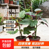 竹节海棠花卉盆栽大叶斑点易活四季阳台观叶秋海棠木本绿植物好养 2年苗20-25高【原盆发货】