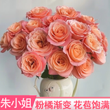 京东鲜花【AB级】朱小姐（Miss Pigggy）渐变色玫瑰10枝（60cm+）源头直发