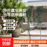 树葡萄苗果树嘉宝果苗正宗沙巴加宝果南北方四季庭院名贵种植盆栽 沙巴1.3-1.4米高/当年结果满枝 111cm(含)-140cm(含)