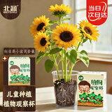 北蔬 向日葵种子苗种植套装植物观察窗儿童盆栽植物 儿童向日葵小盆栽