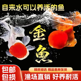 云峰海瑞观赏金鱼 冷水鱼 观赏鱼耐活鱼 活体鱼 淡水鱼小金鱼活鱼锦鲤活鱼 【鱼大更好活】金鱼7-8cm5条随机