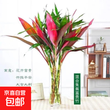 富贵竹大叶竹转运竹观音竹龙竹紫云竹水培四季好养招财富贵竹绿植 5叶绿+5红叶富贵竹60cm高10棵+营养液