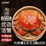 【活蟹】漁家师傅优选大闸蟹六月黄3.0-3.3两10只去绳足重鲜活螃蟹生鲜礼盒 源头直发