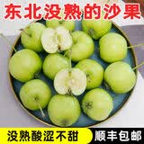 沣御园东北青沙果海棠果 黄太平海棠小苹果未熟酸涩 新鲜水果 2斤装