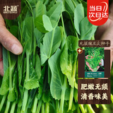 北蔬 豌豆尖种子苗无须豌豆苗芽苗菜大叶四季菜籽 无须豌豆尖种子100g