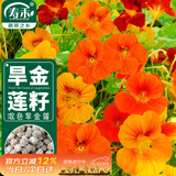 寿禾 旱金莲种子苗旱荷花盆栽花卉种子 潍育寿艺旱金莲混色种子150粒