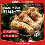 京鲜生X云芳斋云南香格里拉新鲜松茸5-7cm净重150g菌菇特产源头直发