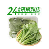 七鲜24小时富硒大叶茼蒿 200g