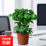 幸福树平安树绿植花卉小盆栽室内客厅办公室四季常青植物净化空气 特价幸福树1盆多颗原盆发货