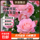果汁阳台月季花苗四季开花卉盆栽绿植物室内花易活玫瑰带花苞庭院 海神王【大花浓香，月月开分枝多】 【带花苞】【盆口径15cm】原盆冠25高35