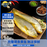 三都港 冷冻黄花鱼净重600g/2条装 宁德大黄鱼 海鱼 生鲜鱼类 海鲜水产