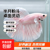 斗鱼观赏鱼半月婚纱鱼热带淡水桌面鱼缸好养耐活体小型鱼缸宠物鱼 4-6cm半月粉色斗鱼1条