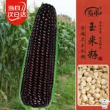 寿禾 黑糯玉米种子苗非转基因蔬菜种籽 屯玉糯9103玉米种子25g约90粒