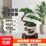迎客松盆景植物室内松树绿植花卉小盆栽四季常青真树造型盆景树桩 2片叶迎客造型++送塑料方形盆 不含盆
