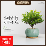 小叶赤楠桌面招财办公室内小盆栽绿植四季常青净化空气好养植物 小叶赤楠（蓝釉冰裂陶瓷盆）+竹托 带盆栽好