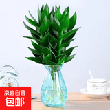 富贵竹大叶竹转运竹观音竹龙竹紫云竹水培四季好养招财富贵竹绿植 带根观音竹3棵+1随机色钻石瓶+营养液