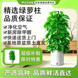 京东绿植大叶绿萝柱盆栽大型绿植办公室内绿箩除甲醛净化空气1.2m源头直发