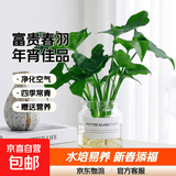 年宵花富贵竹龙鳞春羽水培植物春节过年装饰绿萝盆栽花卉绿植年货 精品春羽20-25cm【3棵】送营养液
