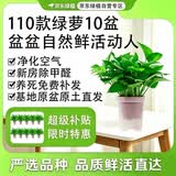 京东绿植绿萝盆栽除甲醛花卉绿植办公室新房净化空气110方白10盆源头直发