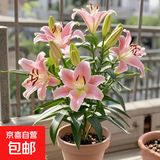 香水百合种球带芽四季开花室内外阳台多头百合耐寒好养 淡粉【带芽发货】 5个球（更便宜）