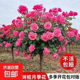 棒棒糖树桩月季花苗树状特大花朵四季开花花卉植物庭院玫瑰花树苗 玫红色【多季循环开花】 粗度：直径2-2.2cm