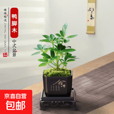 绿萝文竹九里香小叶赤楠禅意盆栽办公室桌面植物小盆景绿植花卉苗 鸭脚木+舍得盆+方底托+青苔