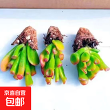 招财钱串吸财树多肉植物办公室桌面绿植盆栽花卉新手好养 【传统国学招财】吸财树5颗