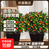 四季常青金鱼花吊兰盆栽室内绿植花卉多肉植物发财树好养易活客厅 金鱼吊兰原土盆【买1送1发两盆】