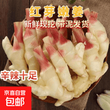 山东红芽姜嫩姜仔姜新鲜现挖生姜芽子姜 产地直发 山东带泥红芽嫩姜仔姜净重3斤单果50g+醋泡嫩姜
