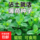 四季食用紫苏种子薄荷种子细叶苦苣种子家庭四季阳台种植盆栽驱蚊 驱蚊食用薄荷家庭种约5000粒5包