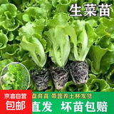 脆甜生菜秧苗带土耐热耐寒玻璃奶油生菜秧沙拉菜苗四季盆栽蔬菜苗 速生脆甜生菜苗5颗【20天吃菜】