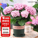 花翁绣球花苗无尽夏大花幸运八仙花阳台室内庭院花卉盆栽植物源头直发