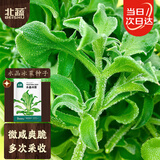 北蔬 冰菜种子苗水晶冰草阳台种盆栽四季蔬菜种籽 水晶冰菜种子1000粒