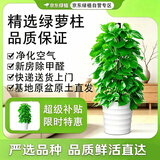 京东绿植大叶绿萝柱盆栽大型绿植办公室绿箩除甲醛净化空气螺纹盆源头直发