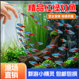 美人雾 热带鱼 观赏鱼灯科鱼 观赏鱼小型淡水鱼草缸群游 热带鱼活体 1.8-2cm红绿灯8条送2备损