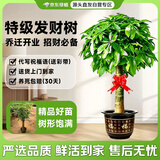 京东绿植发财树大型盆栽客厅室内真绿植办公室开业送礼独杆招财树源头直发