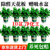 植男植女绿萝盆栽除甲醛新房绿植室内办公室吸甲醛净化空气植物源头直发