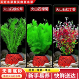 疯狂水草（FKSC）鱼缸水草蜈蚣草鱼缸造景专用真水草懒人水培植物净化水质直接入缸 【火山石】水草新手入门3棵
