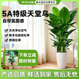 京东绿植天堂鸟盆栽室内客厅大型绿植大叶新房除醛好养易活办公室源头直发