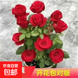 玫瑰老桩花苗室内外盆栽地栽阳台四季开花好养易活花卉月季苗秧 红玫瑰【3颗】+肥料